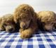 Toy Poodle Puppies for sale in 1223 N 10th St, Colton, CA 92324, USA. price: $2,000