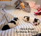 Toy Schnauzer Puppies for sale in North Augusta, SC 29860, USA. price: $3,000