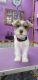 Toy Schnauzer Puppies for sale in Grove Hill, AL 36451, USA. price: NA