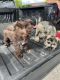 Toy Schnauzer Puppies for sale in Opa-locka, FL, USA. price: NA