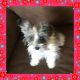 Toy Schnauzer Puppies for sale in Allentown, PA, USA. price: $1,500