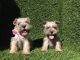 Toy Schnauzer Puppies for sale in San Diego, CA, USA. price: $1,250