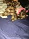 Toy Schnauzer Puppies for sale in Paterson, NJ 07522, USA. price: $750