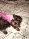 Toy Schnauzer Puppies for sale in Paterson, NJ 07522, USA. price: $640