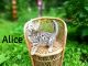 Toyger Cats for sale in Millville, MN 55957, USA. price: NA