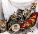 Toyger Cats for sale in Millville, MN 55957, USA. price: NA