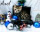 Toyger Cats