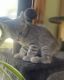 Toyger Cats for sale in Orange Park, FL 32073, USA. price: NA