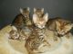 Toyger Cats for sale in Los Angeles, CA, USA. price: NA