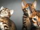 Toyger Cats for sale in Aberdeen Township, NJ, USA. price: NA