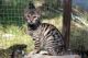 Toyger Cats for sale in Las Vegas, NV, USA. price: NA