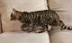 Toyger Cats for sale in Houston, TX, USA. price: NA