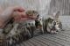 Toyger Cats for sale in Georgetown, GA, USA. price: NA