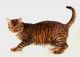 Toyger Cats for sale in San Jose, CA, USA. price: $300