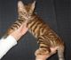 Toyger Cats for sale in San Jose, CA, USA. price: $300