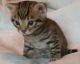 Toyger Cats
