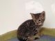 Toyger Cats for sale in San Jose, CA, USA. price: $200