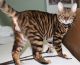 Toyger Cats for sale in San Francisco, CA, USA. price: NA