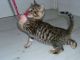 Toyger Cats for sale in Oklahoma City, OK, USA. price: NA
