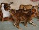 Toyger Cats for sale in New York, NY, USA. price: NA