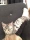 Toyger Cats for sale in Fresno, CA, USA. price: $450