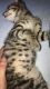 Toyger Cats for sale in Austin, TX, USA. price: NA