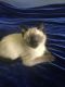 Traditional Siamese Cats for sale in Ponchatoula, LA, USA. price: $750