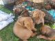 Treeing Tennessee Brindle Puppies
