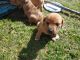 Treeing Tennessee Brindle Puppies for sale in Grass Valley, CA, USA. price: $50