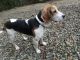 Treeing Walker Coonhound Puppies for sale in Guysville, OH, USA. price: $250