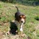 Treeing Walker Coonhound Puppies for sale in Albany, NY, USA. price: NA