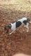Treeing Walker Coonhound Puppies for sale in Lincolnton, NC 28092, USA. price: $300