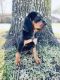 Treeing Walker Coonhound Puppies