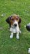 Treeing Walker Coonhound Puppies for sale in Casco, WI, USA. price: NA