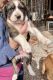 Treeing Walker Coonhound Puppies for sale in Louisburg, NC 27549, USA. price: NA