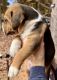Treeing Walker Coonhound Puppies