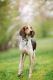 Treeing Walker Coonhound Puppies for sale in Sweetwater, TN 37874, USA. price: NA