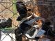 Treeing Walker Coonhound Puppies for sale in Hoskinston, KY, USA. price: NA