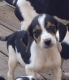Treeing Walker Coonhound Puppies for sale in Greeneville, TN, TN, USA. price: NA