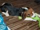 Treeing Walker Coonhound Puppies for sale in Belleville, MI 48111, USA. price: $300