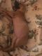 Treeing Walker Coonhound Puppies for sale in Dacula, GA 30019, USA. price: NA