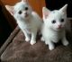 Turkish Angora Cats for sale in Carmel-By-The-Sea, CA 93923, USA. price: $700