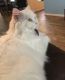 Turkish Angora Cats for sale in Melbourne, FL, USA. price: $500