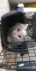 Turkish Angora Cats for sale in Erie, PA, USA. price: NA