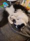 Turkish Angora Cats for sale in Idaho Falls, ID 83404, USA. price: NA