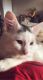 Turkish Angora Cats for sale in Littleton, CO, USA. price: NA