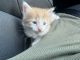 Turkish Angora Cats for sale in Greenville, SC, USA. price: $150