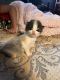 Turkish Angora Cats for sale in Lititz, PA 17543, USA. price: $250