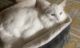 Turkish Angora Cats for sale in Clifton, NJ, USA. price: NA