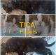 Turkish Angora Cats for sale in Kansas City, MO, USA. price: $400